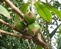 Pouteria viridis